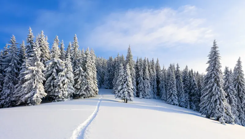 winter-landscape-fair-trees-under-snow-scenery-tourists-christmas-holidays-trampled-path-snowdrifts-winter-108808354